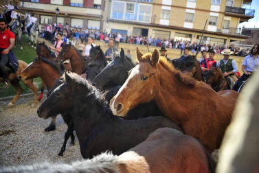 Fotos de la feria del caballo de Marcilla