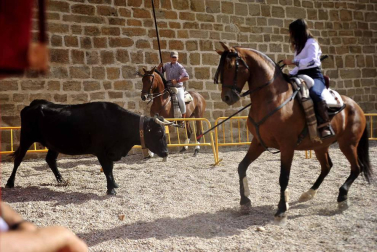 Fotos de la feria del caballo de Marcilla