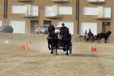 Fotos de la feria del caballo de Marcilla