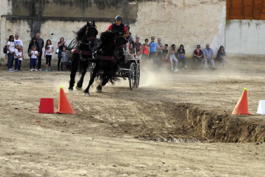 Fotos de la feria del caballo de Marcilla