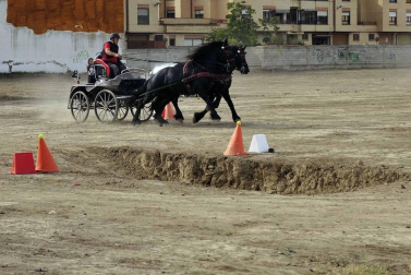 Fotos de la feria del caballo de Marcilla