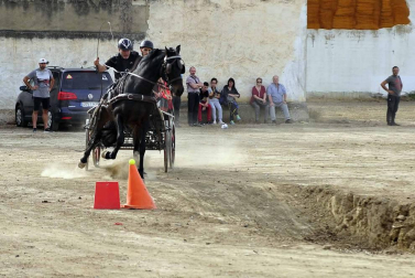 Fotos de la feria del caballo de Marcilla