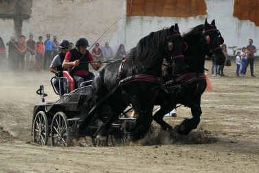 Fotos de la feria del caballo de Marcilla