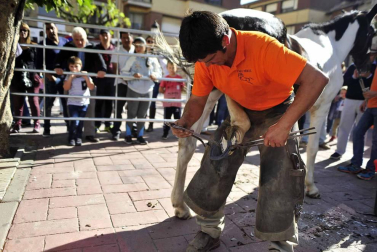Fotos de la feria del caballo de Marcilla