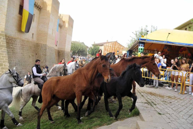 Fotos de la feria del caballo de Marcilla