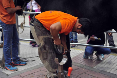 Fotos de la feria del caballo de Marcilla