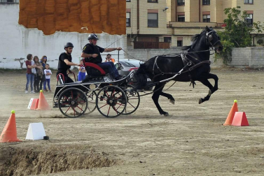 Fotos de la feria del caballo de Marcilla