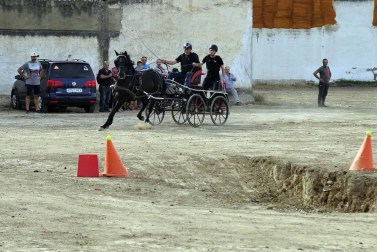 Fotos de la feria del caballo de Marcilla