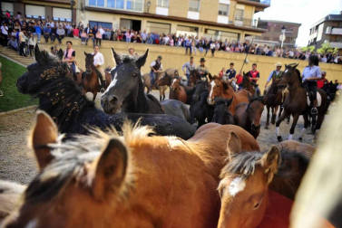 Fotos de la feria del caballo de Marcilla