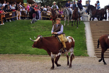 Fotos de la feria del caballo de Marcilla
