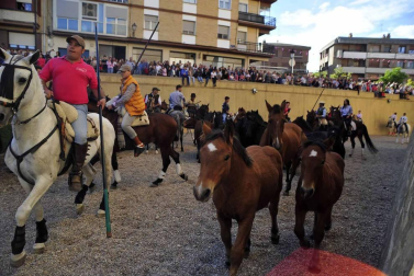 Fotos de la feria del caballo de Marcilla