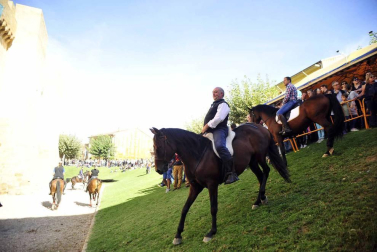 Fotos de la feria del caballo de Marcilla