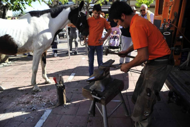 Fotos de la feria del caballo de Marcilla