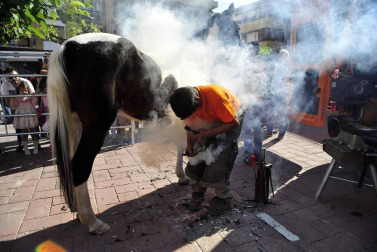 Fotos de la feria del caballo de Marcilla
