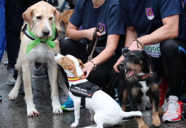 Más de 4.000 personas acuden a la carrera solidaria Perrotón para luchar contra el abandono de animales