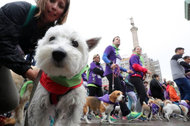 Más de 4.000 personas acuden a la carrera solidaria Perrotón para luchar contra el abandono de animales