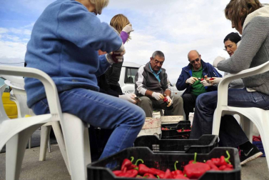 Entre septiembre y noviembre, la campa de la Fundación Mena de Puente la Reina se transforma en territorio rojo donde el pimiento, en sus en múltiples variedades, se erige en protagonista. Los productores locales no ocultan su satisfacción ante una campaña que, ya adelantan, se presenta “muy buena”