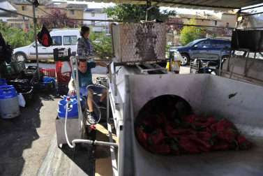 Entre septiembre y noviembre, la campa de la Fundación Mena de Puente la Reina se transforma en territorio rojo donde el pimiento, en sus en múltiples variedades, se erige en protagonista. Los productores locales no ocultan su satisfacción ante una campaña que, ya adelantan, se presenta “muy buena”