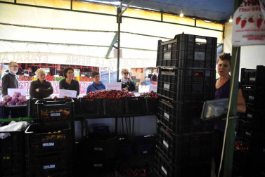 Entre septiembre y noviembre, la campa de la Fundación Mena de Puente la Reina se transforma en territorio rojo donde el pimiento, en sus en múltiples variedades, se erige en protagonista. Los productores locales no ocultan su satisfacción ante una campaña que, ya adelantan, se presenta “muy buena”