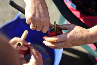 Entre septiembre y noviembre, la campa de la Fundación Mena de Puente la Reina se transforma en territorio rojo donde el pimiento, en sus en múltiples variedades, se erige en protagonista. Los productores locales no ocultan su satisfacción ante una campaña que, ya adelantan, se presenta “muy buena”