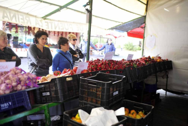 Entre septiembre y noviembre, la campa de la Fundación Mena de Puente la Reina se transforma en territorio rojo donde el pimiento, en sus en múltiples variedades, se erige en protagonista. Los productores locales no ocultan su satisfacción ante una campaña que, ya adelantan, se presenta “muy buena”