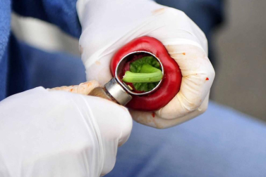 Entre septiembre y noviembre, la campa de la Fundación Mena de Puente la Reina se transforma en territorio rojo donde el pimiento, en sus en múltiples variedades, se erige en protagonista. Los productores locales no ocultan su satisfacción ante una campaña que, ya adelantan, se presenta “muy buena”