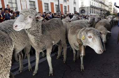 Las calles de la capital se vieron invadidas por las ovejas merinas con motivo de la Fiesta de la Trashumancia a la que acudió la alcaldesa, Manuela Carmena.