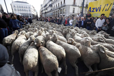 Las calles de la capital se vieron invadidas por las ovejas merinas con motivo de la Fiesta de la Trashumancia a la que acudió la alcaldesa, Manuela Carmena.