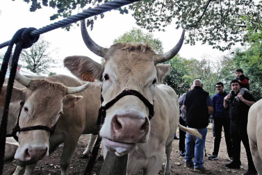 Decenas de caballos, vacas y ovejas, en la Feria de Elizondo