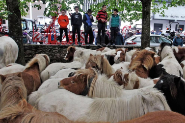 Decenas de caballos, vacas y ovejas, en la Feria de Elizondo