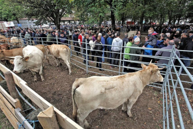 Decenas de caballos, vacas y ovejas, en la Feria de Elizondo