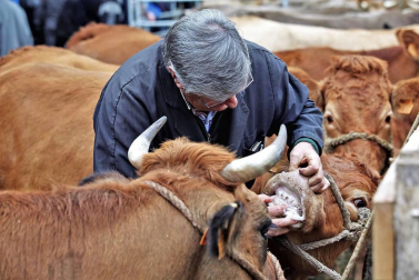 Decenas de caballos, vacas y ovejas, en la Feria de Elizondo