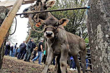 Decenas de caballos, vacas y ovejas, en la Feria de Elizondo