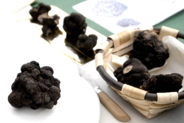 Desde los pedazos más pequeños por 5€ hasta lo que los bolsillos de los compradores se pudieran permitir, la XVI Feria de la Trufa vendió este esquisto producto a 1.000€ el kilo.