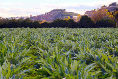 El concurso de fotografía Fototuitribera dedicó su último reto a las Jornadas de Verduras de Invierno que se están celebrando