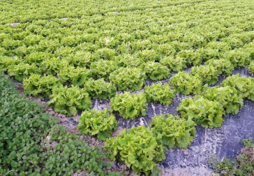El concurso de fotografía Fototuitribera dedicó su último reto a las Jornadas de Verduras de Invierno que se están celebrando