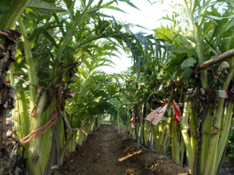 El concurso de fotografía Fototuitribera dedicó su último reto a las Jornadas de Verduras de Invierno que se están celebrando