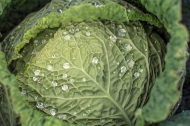 El concurso de fotografía Fototuitribera dedicó su último reto a las Jornadas de Verduras de Invierno que se están celebrando