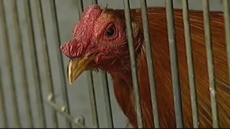 Casi 200 detenidos en Murcia en una operación contra las peleas ilegales de gallos