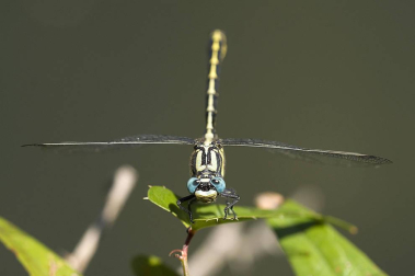 Diez especies que pasan a estar en peligro de extinción en Navarra