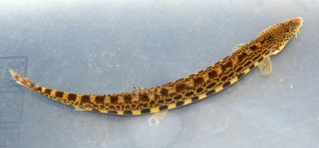 Diez especies que pasan a estar en peligro de extinción en Navarra