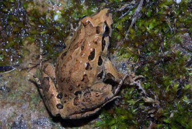 Diez especies que pasan a estar en peligro de extinción en Navarra