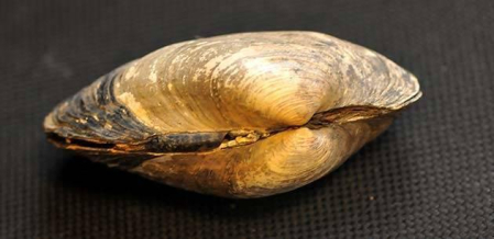 Diez especies que pasan a estar en peligro de extinción en Navarra