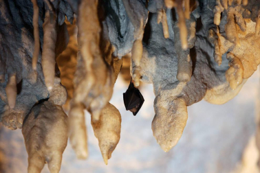 Diez especies que pasan a estar en peligro de extinción en Navarra