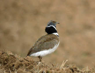 Diez especies que pasan a estar en peligro de extinción en Navarra