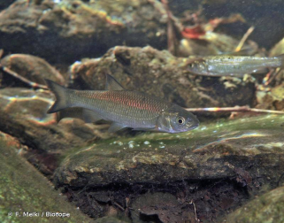 Diez especies que pasan a estar en peligro de extinción en Navarra