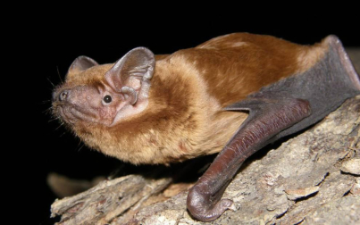 Diez especies que pasan a estar en peligro de extinción en Navarra