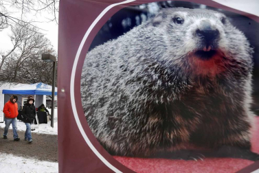 Fotos del día de la marmota 2019. Phil salió una vez más de su refugio para predecir una primavera anticipada.