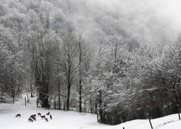 Fotografías del temporal de nieve y lluvia en Navarra, que está provocando dificultades para circular en distintos puntos de la red viaria.