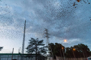 El mayor problema está en una central de Iberdrola donde se concentran miles